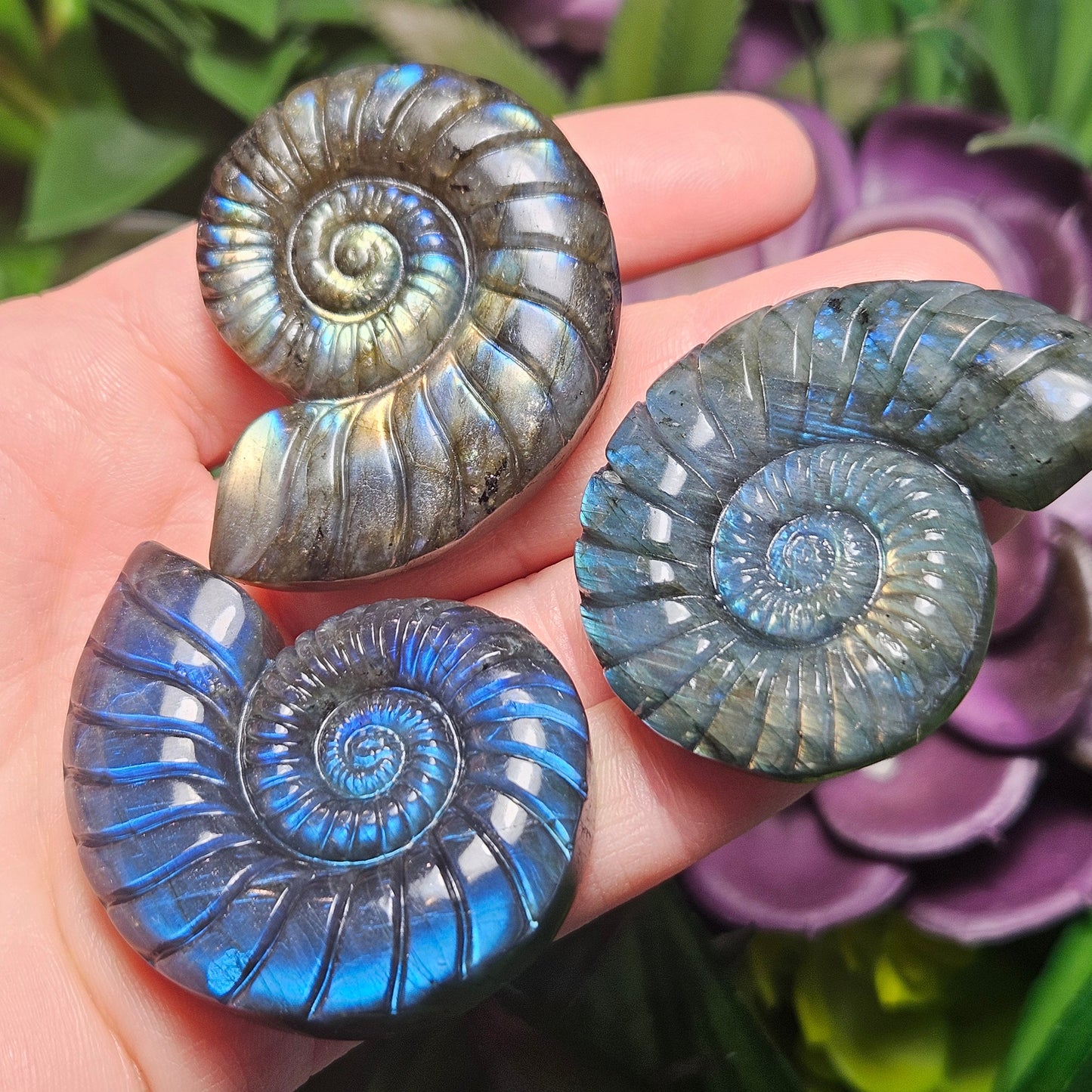 Ammonite Carving