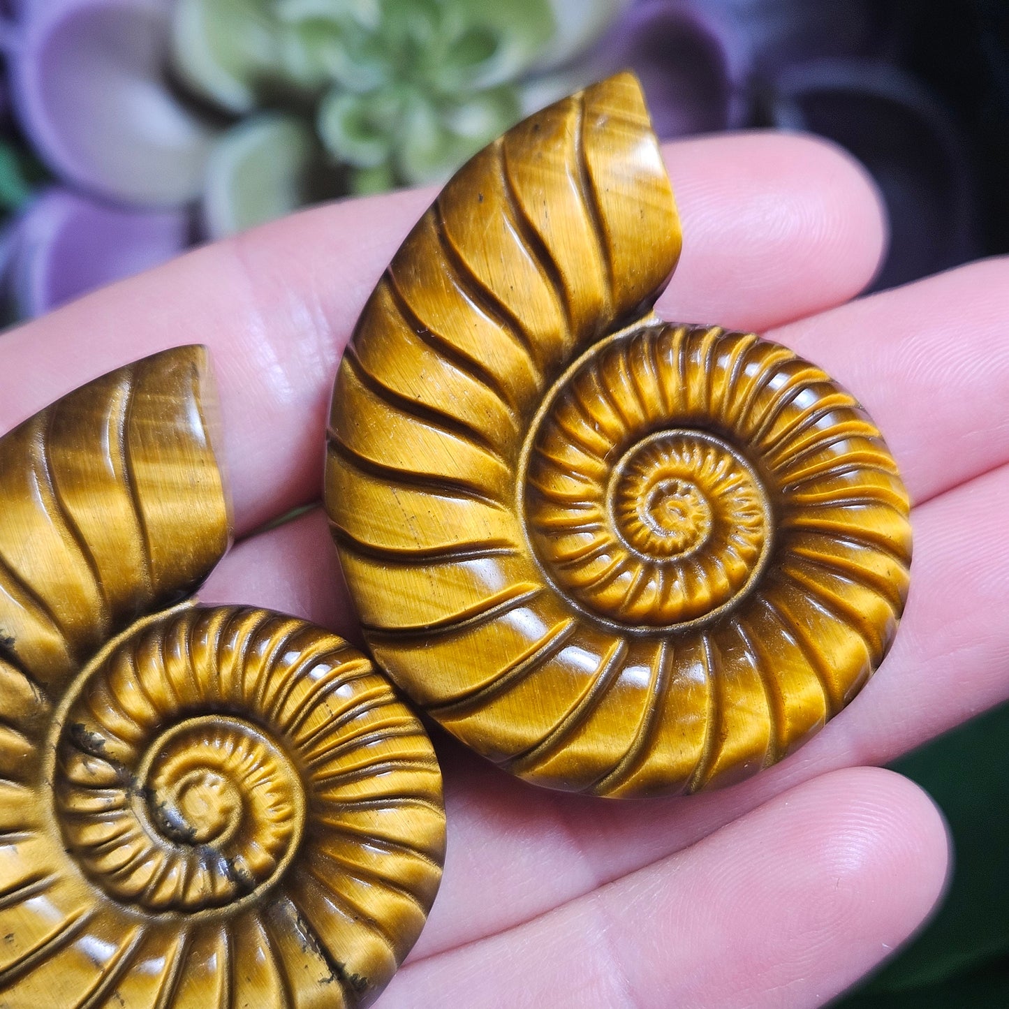 Tiger's Eye Nautilus Carving
