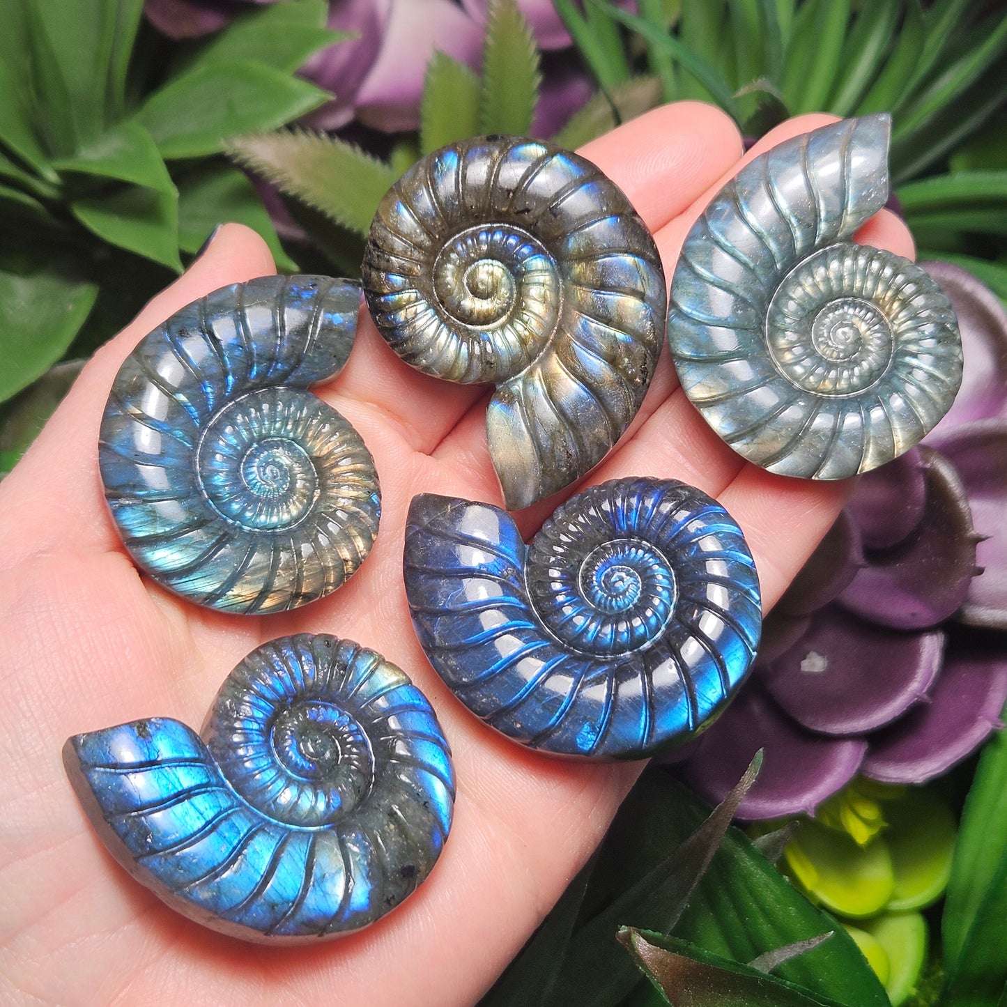 Ammonite Carving