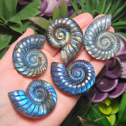 Ammonite Carving