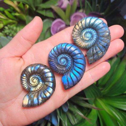 Ammonite Carving