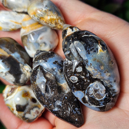 Spiralite Fossil Shell
