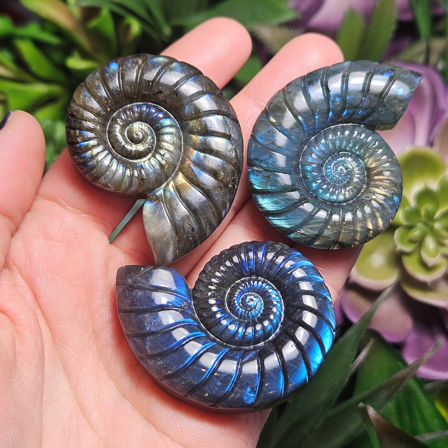 Ammonite Carving