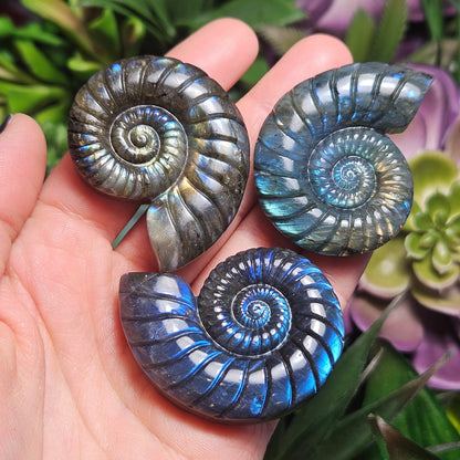 Ammonite Carving