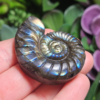 Ammonite Carving