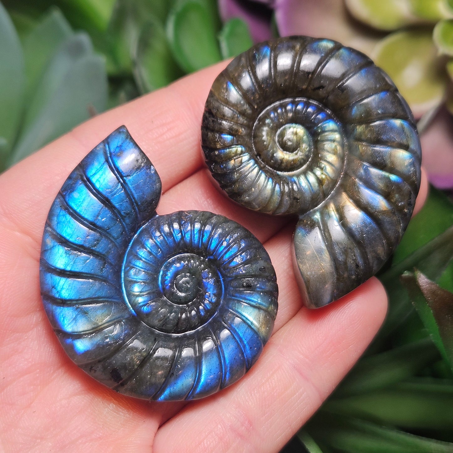 Ammonite Carving