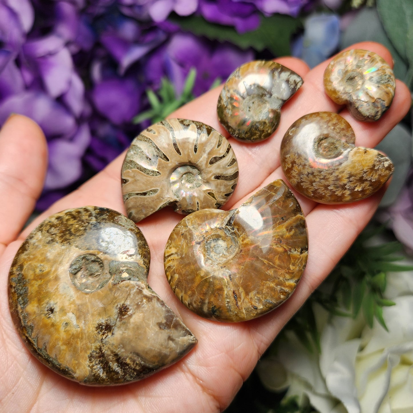 Ammonite Fossil