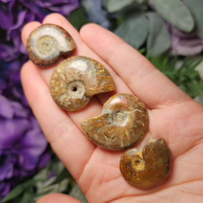 Ammonite Fossil