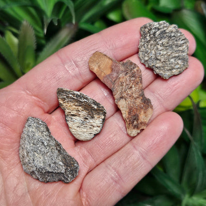 Dinosaur Bone