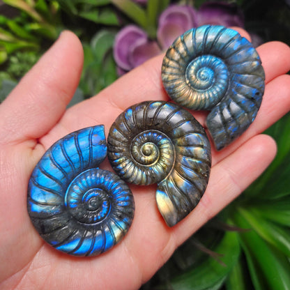 Ammonite Carving