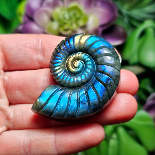 Ammonite Carving