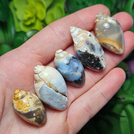 Spiralite Fossil Shell