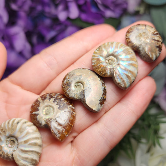 Ammonite Fossil
