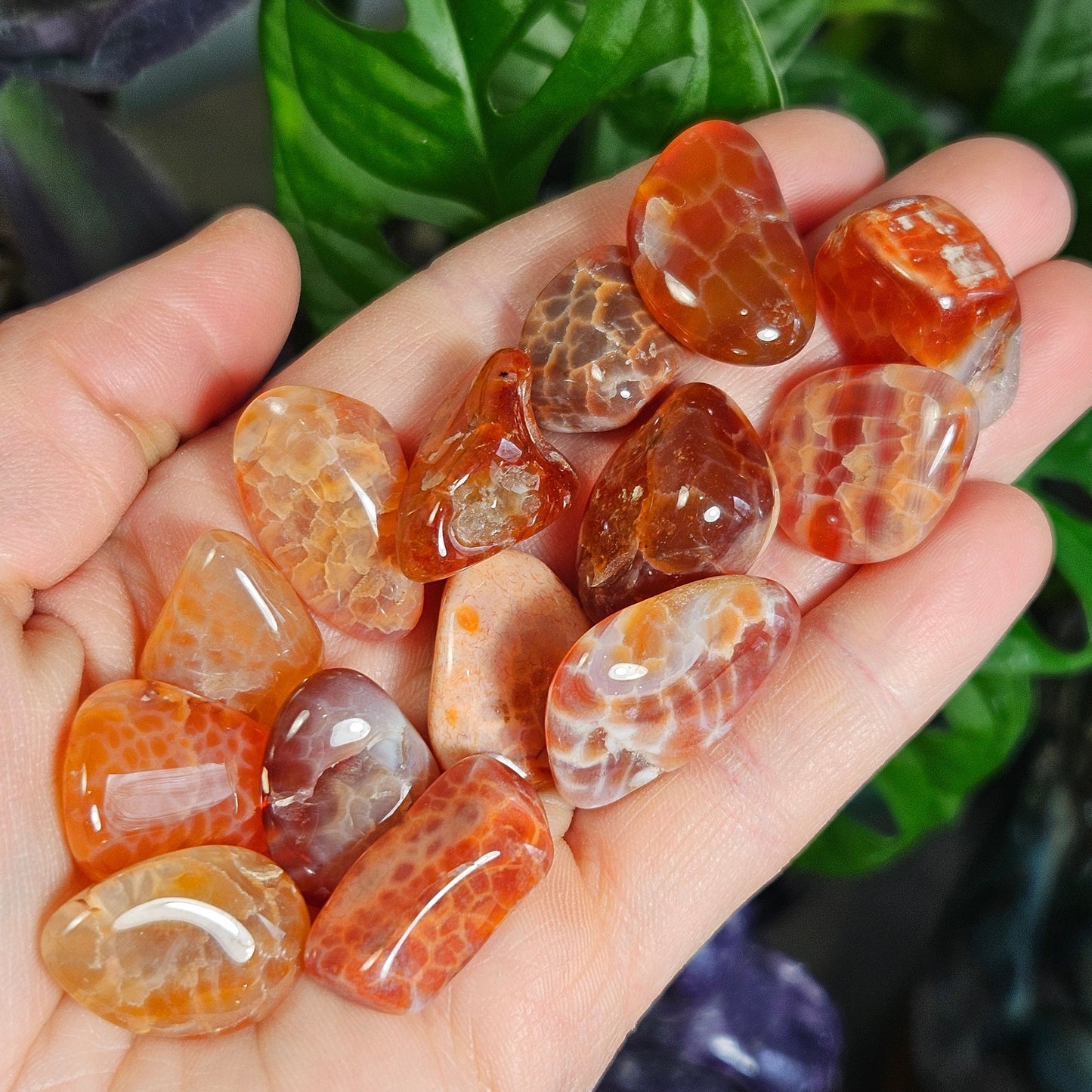 Snakeskin Agate