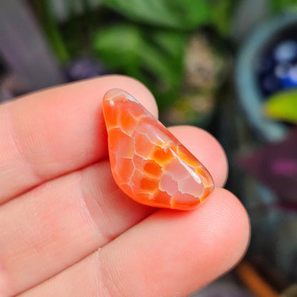Snakeskin Agate