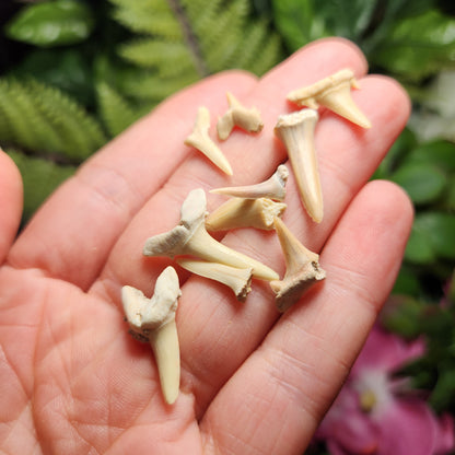 Shark Teeth