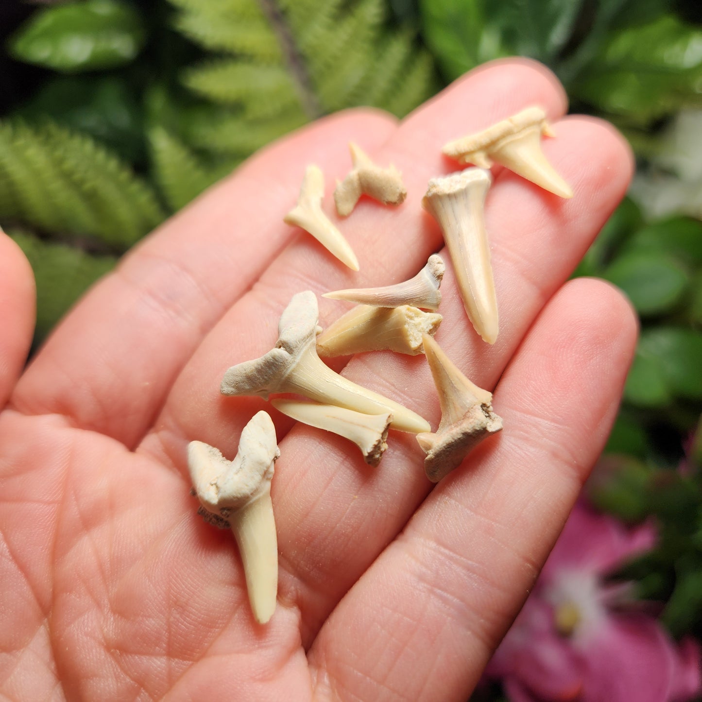 Fossilized Shark Tooth Specimen, Collectible Set of 10