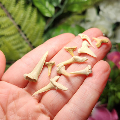 Fossilized Shark Tooth Specimen, Collectible Set of 10