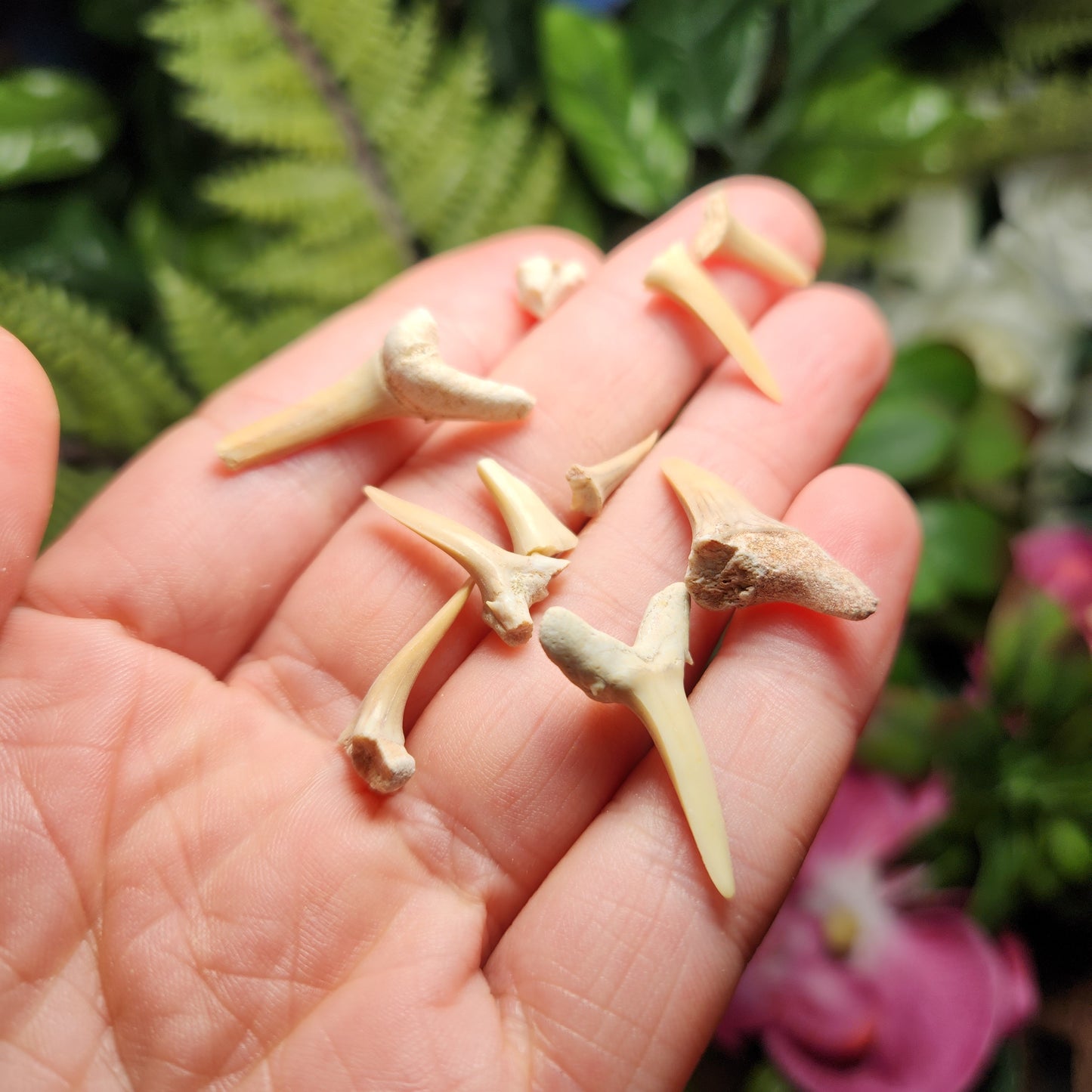 Fossilized Shark Tooth Specimen, Collectible Set of 10