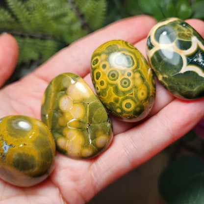 Orbicular Ocean Jasper Specimen from Kabamby – Polished Madagascar Coral Fossil Stone (1.25