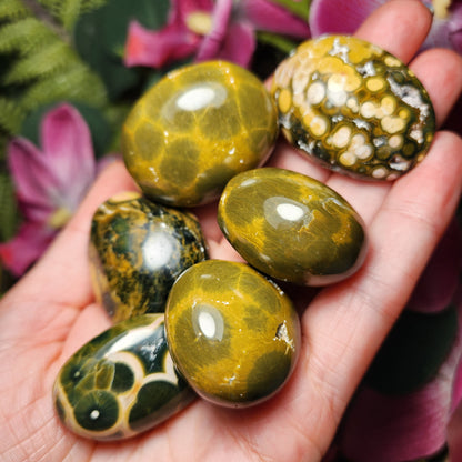 Orbicular Ocean Jasper Specimen from Kabamby – Polished Madagascar Coral Fossil Stone (1.25
