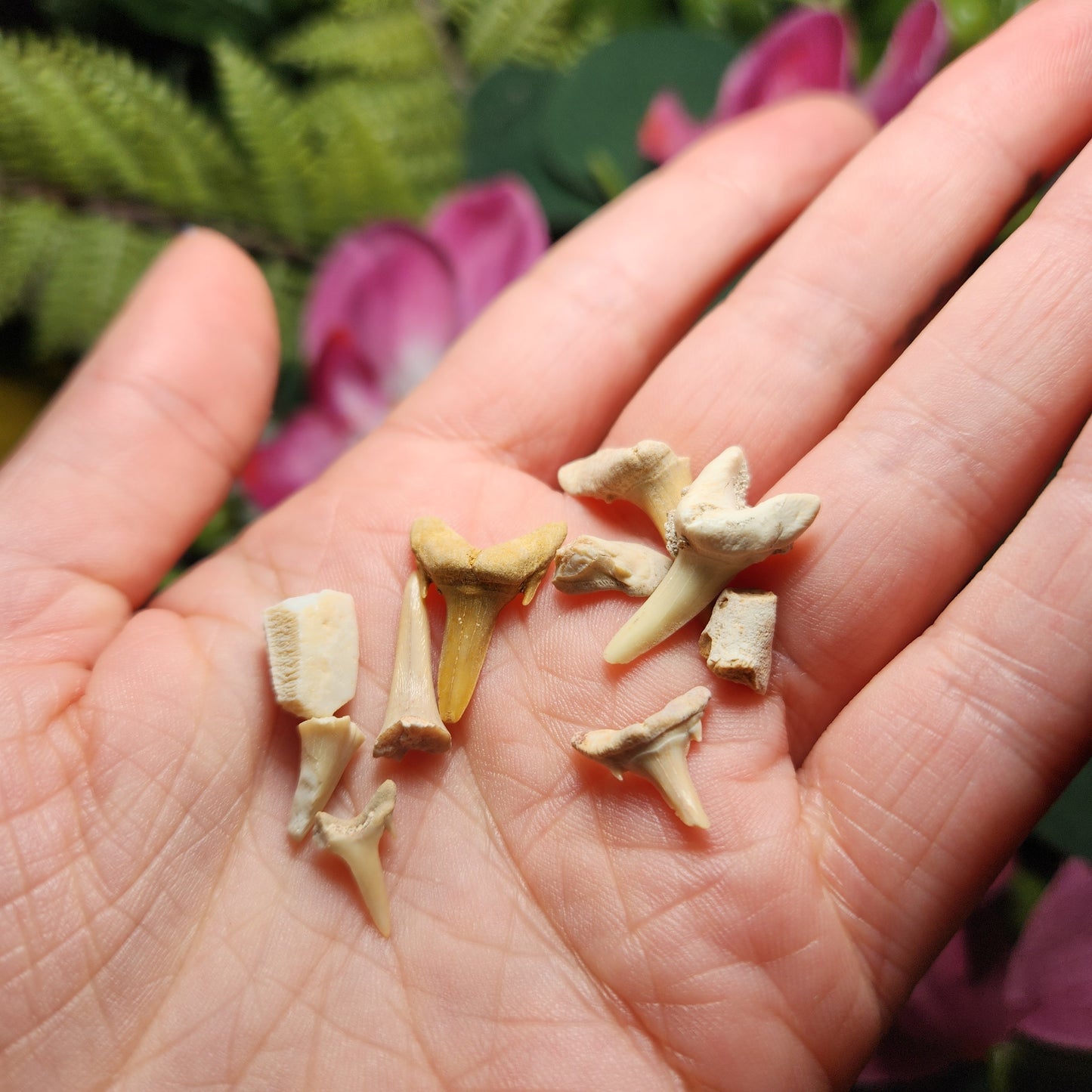 Fossilized Shark Tooth Specimen, Collectible Set of 10