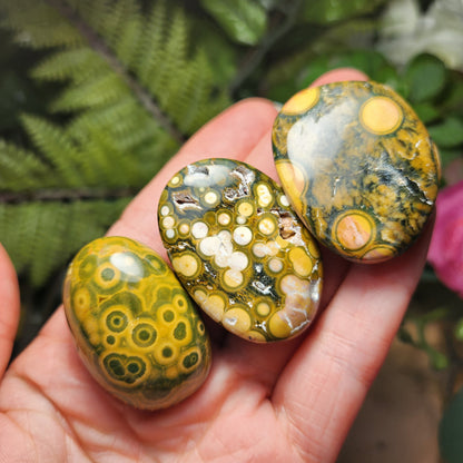 Orbicular Ocean Jasper Specimen from Kabamby – Polished Madagascar Coral Fossil Stone (1.25