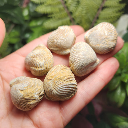 Shell Fossil