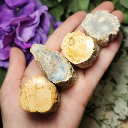 Petrified Wood