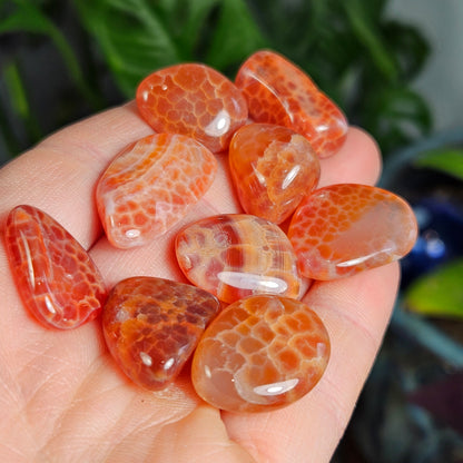 Snakeskin Agate