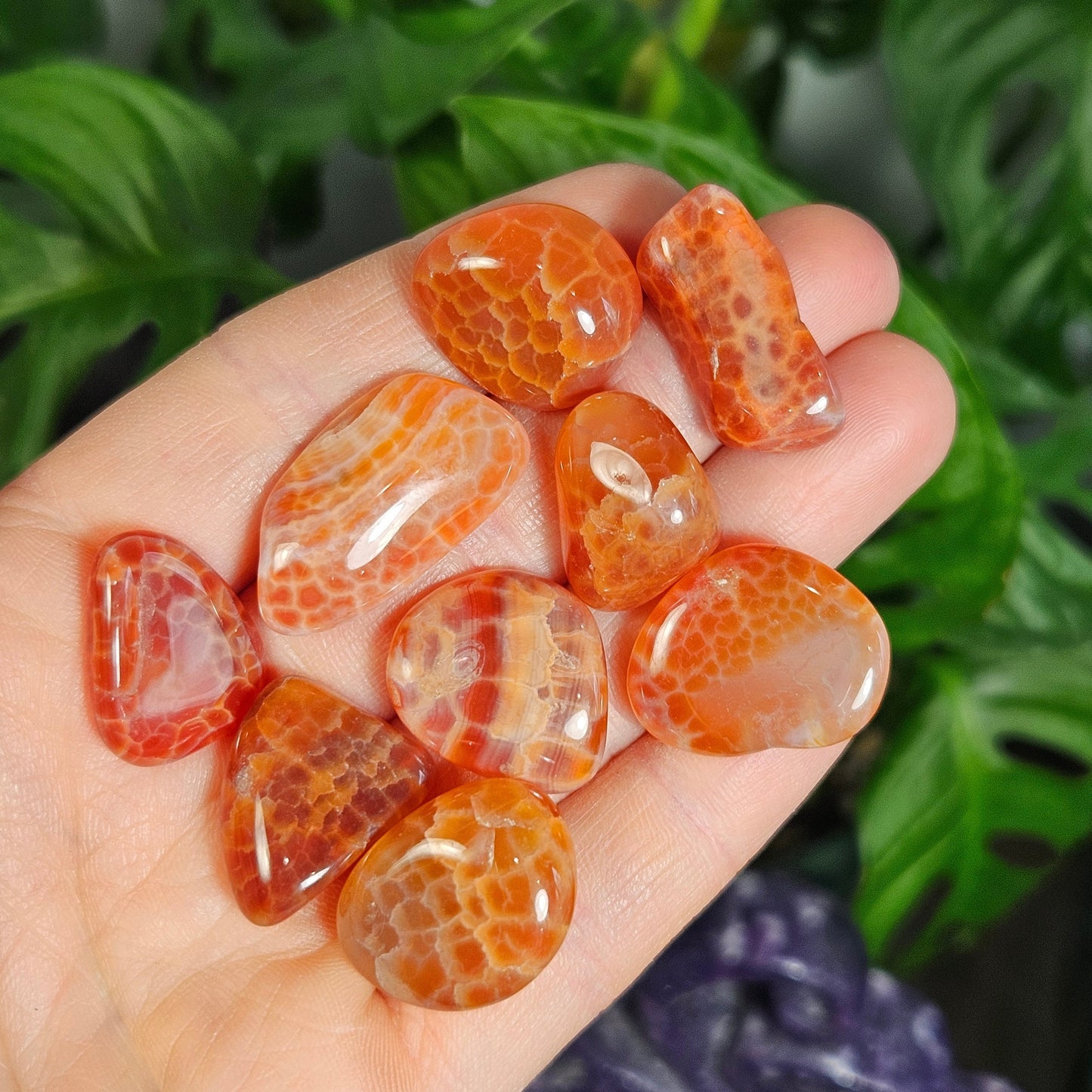 Snakeskin Agate