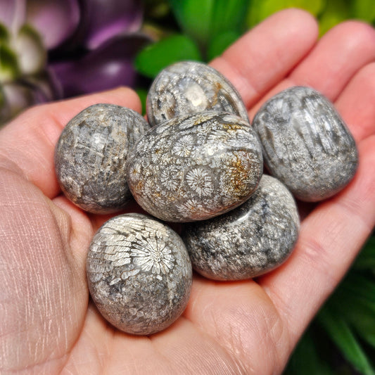 Black Fossil Coral