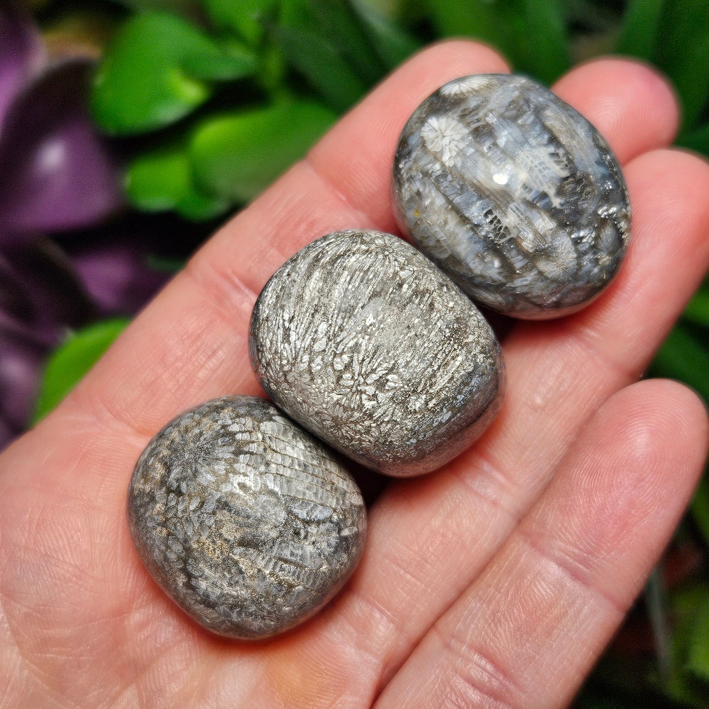 Black Fossil Coral
