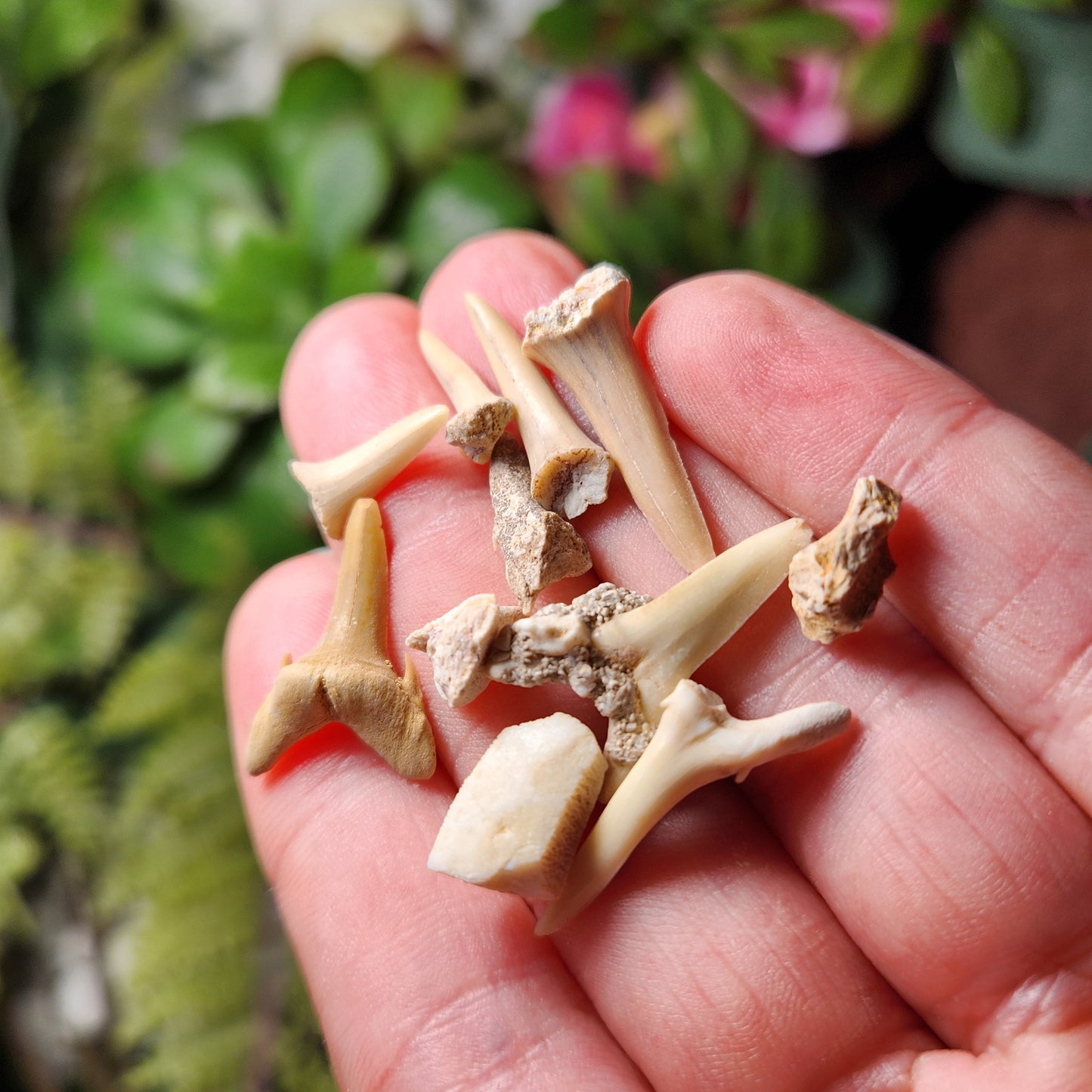 Fossilized Shark Tooth Specimen, Collectible Set of 10