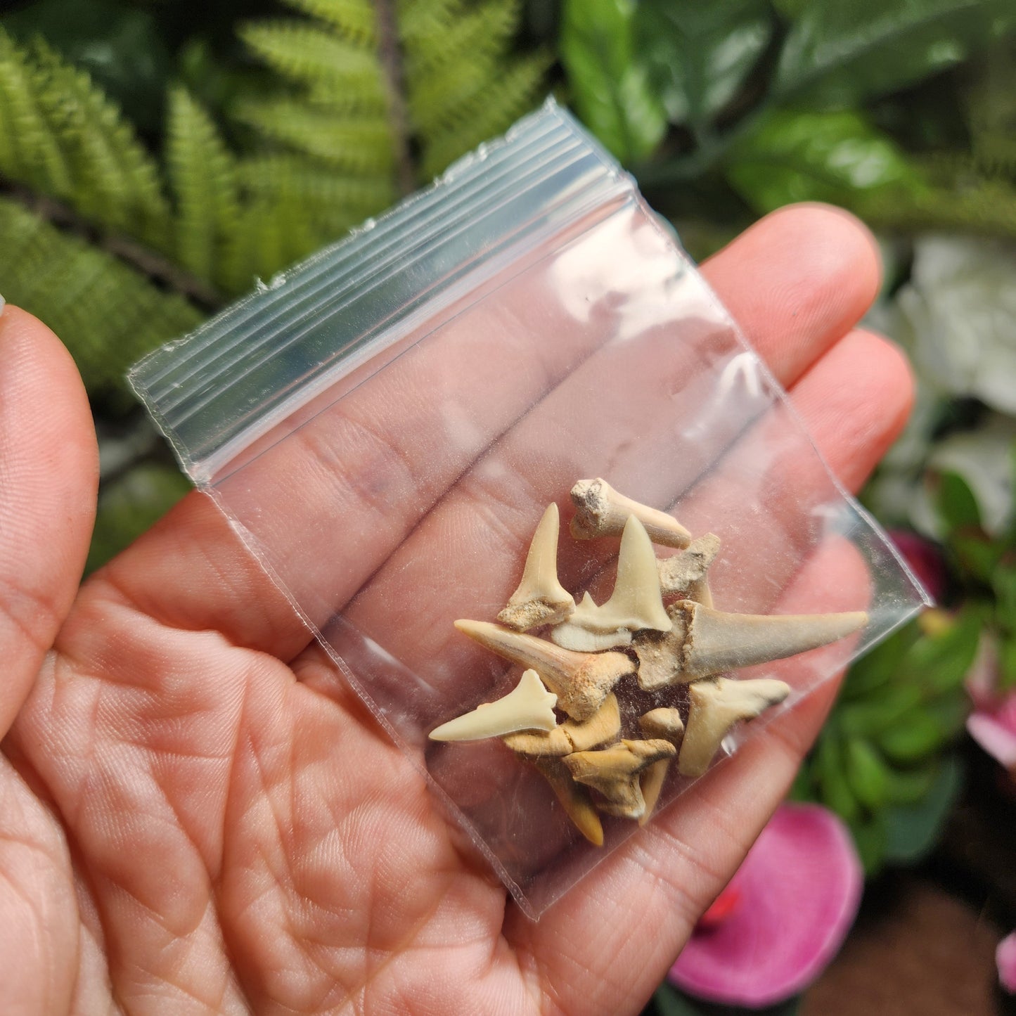 Fossilized Shark Tooth Specimen, Collectible Set of 10