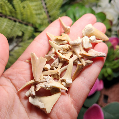 Fossilized Shark Tooth Specimen, Collectible Set of 10