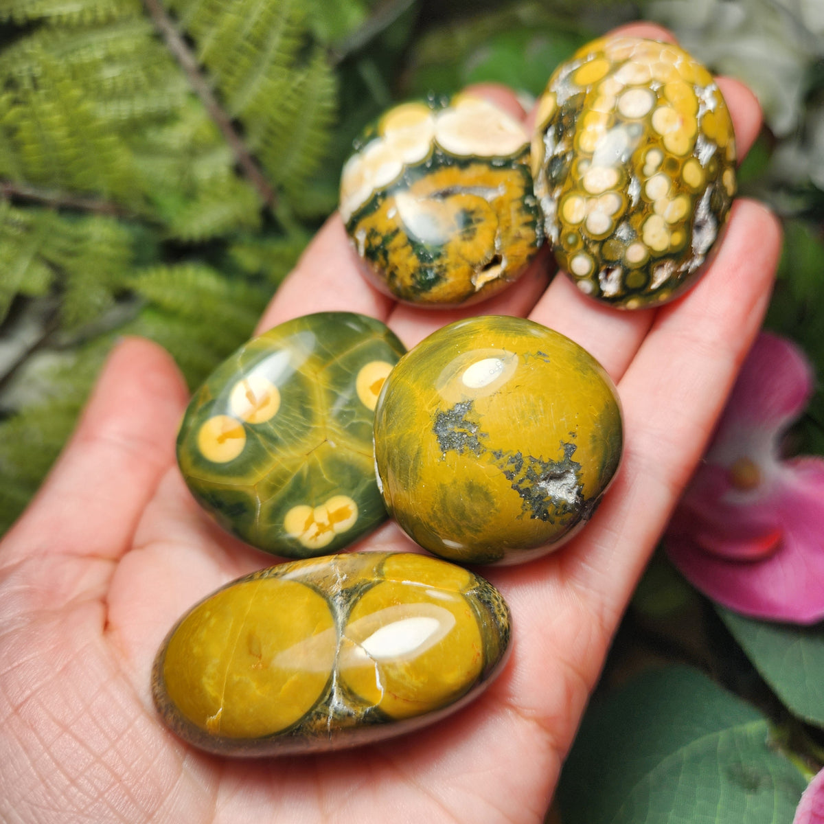 Orbicular Ocean Jasper Specimen from Kabamby – Polished Madagascar Coral Fossil Stone (1.25