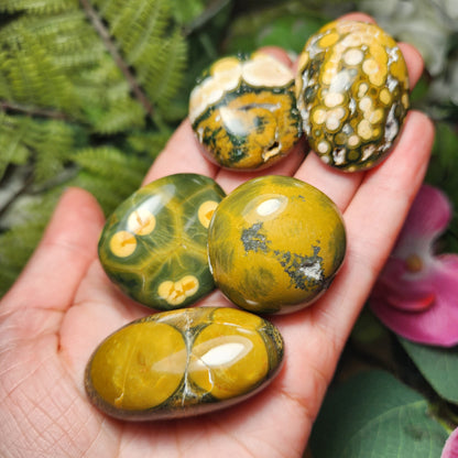Orbicular Ocean Jasper Specimen from Kabamby – Polished Madagascar Coral Fossil Stone (1.25