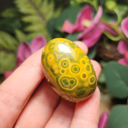 Orbicular Ocean Jasper Specimen from Kabamby – Polished Madagascar Coral Fossil Stone (1.25
