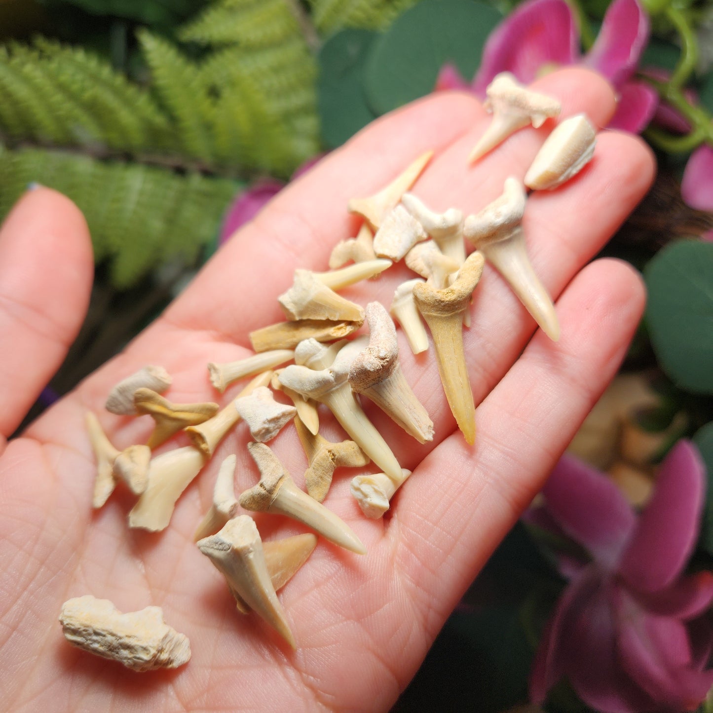 Fossilized Shark Tooth Specimen, Collectible Set of 10