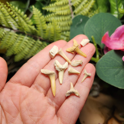 Fossilized Shark Tooth Specimen, Collectible Set of 10