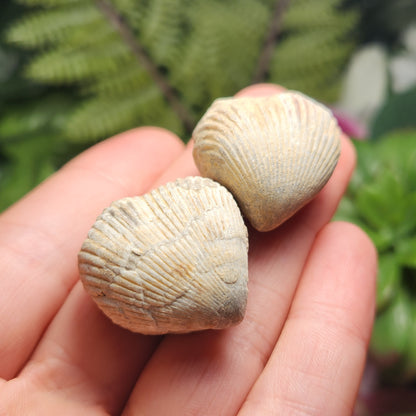 Shell Fossil