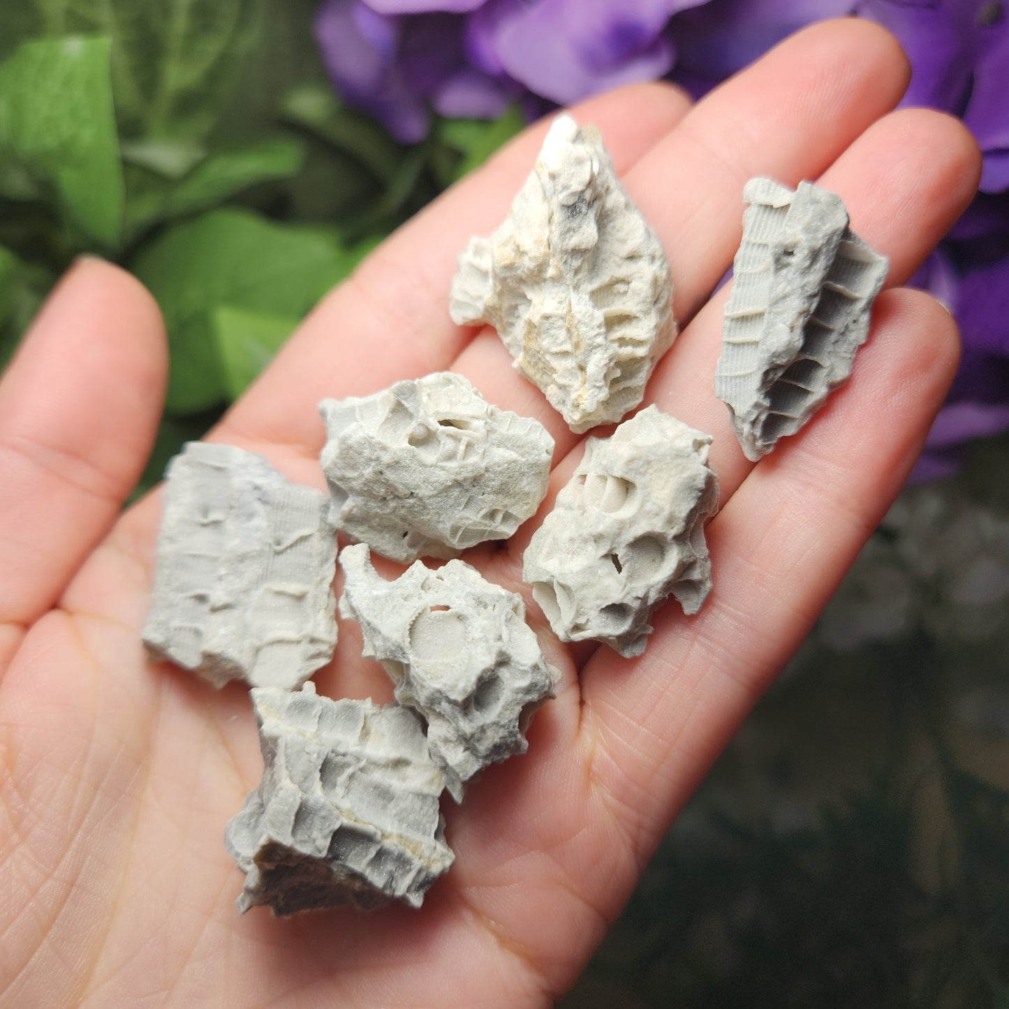 Fossilized Coral Specimen: Agatized Coral Stone from Ohio