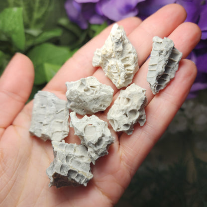 Fossilized Coral Specimen: Agatized Coral Stone from Ohio