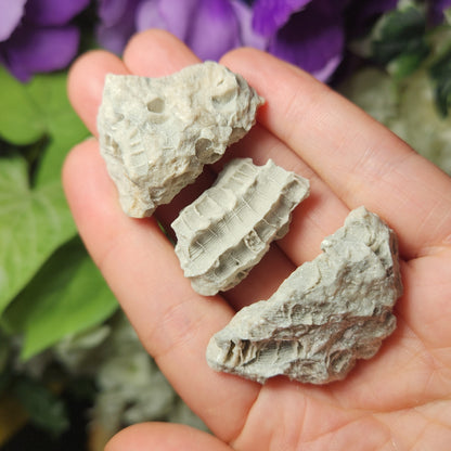 Fossilized Coral Specimen: Agatized Coral Stone from Ohio