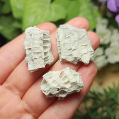 Fossilized Coral Specimen: Agatized Coral Stone from Ohio