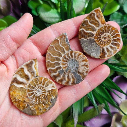 Golden Ammonite Fossil Slices: Moroccan Fossil Specimens
