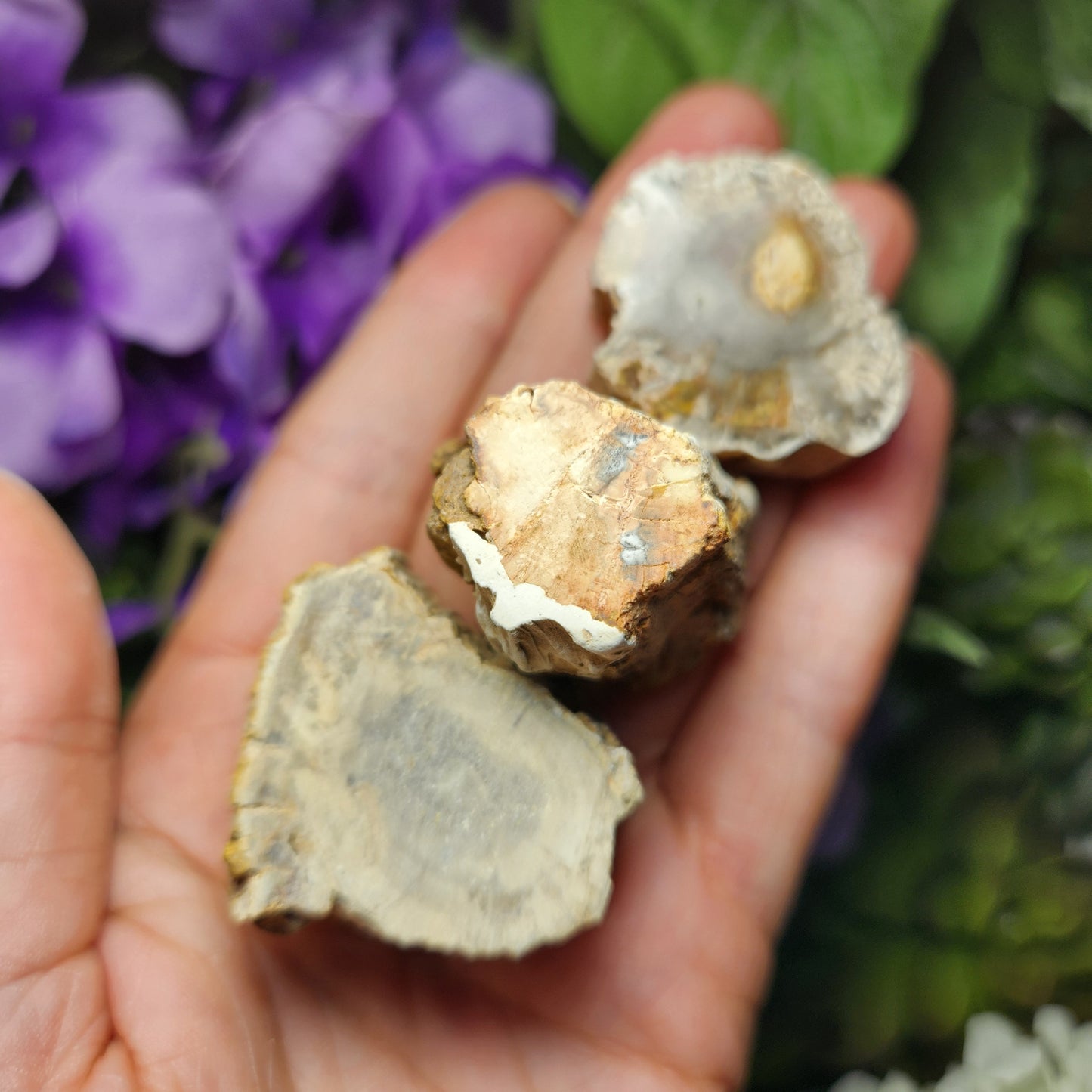 Petrified Wood
