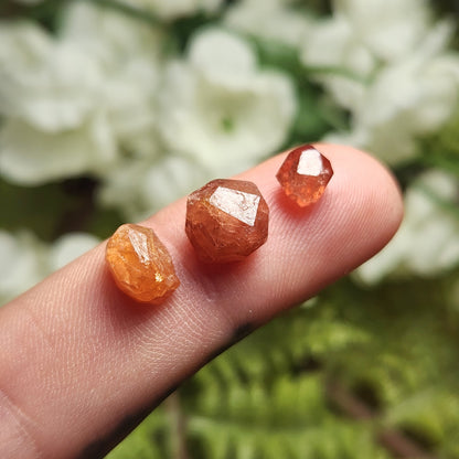 Strawberry Garnet