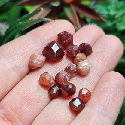 Strawberry Garnet